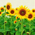 Sunflower Garden